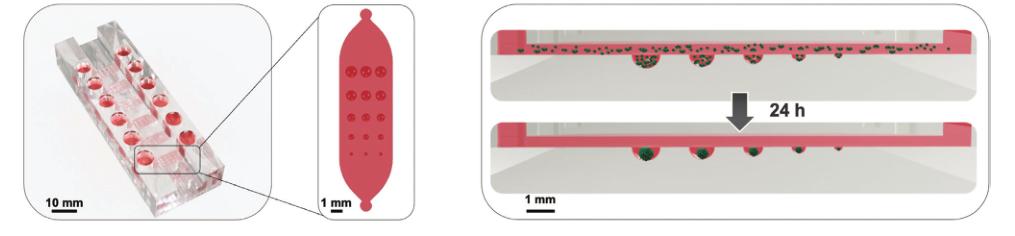文献导读-微流控多尺度细胞球阵列芯片用于抗癌药物多参数筛选以及血脑屏障传输特性研究(图1)