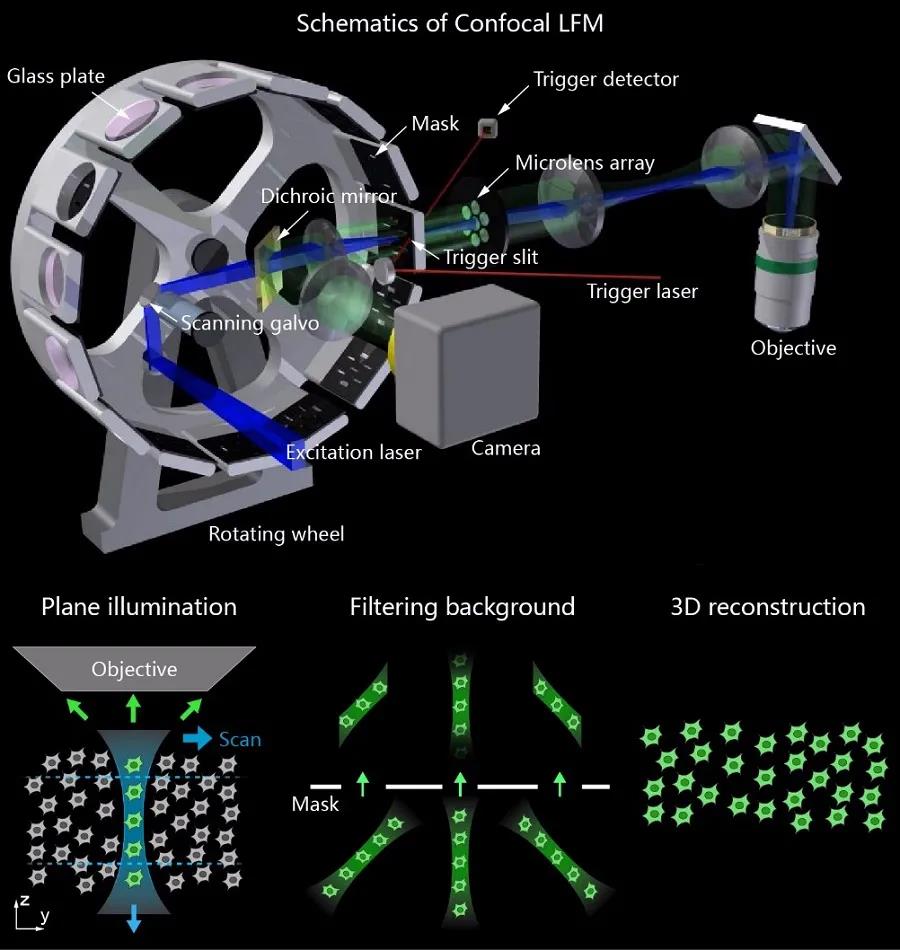 新型光场显微镜高速记录大脑神经元活动和血流的快速动态变化(图3)