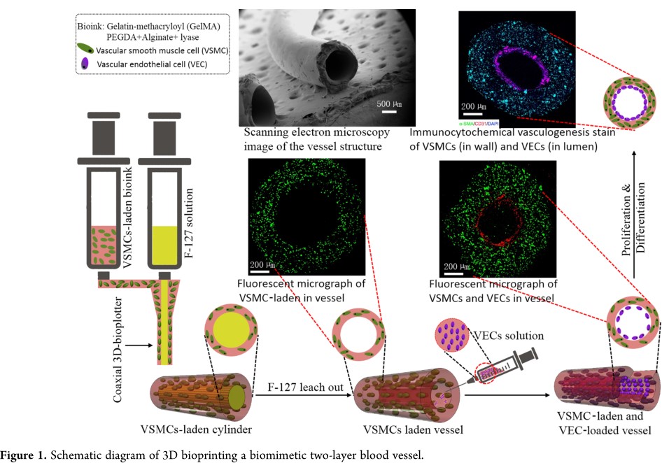 文献导读|三维生物打印具有仿生双相细胞层的可调小直径血管(图1)