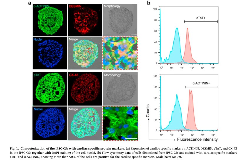 文献导读-基于图像熵对人诱导多能干细胞来源心脏微球的无标记功能表征的检测方法(图1)