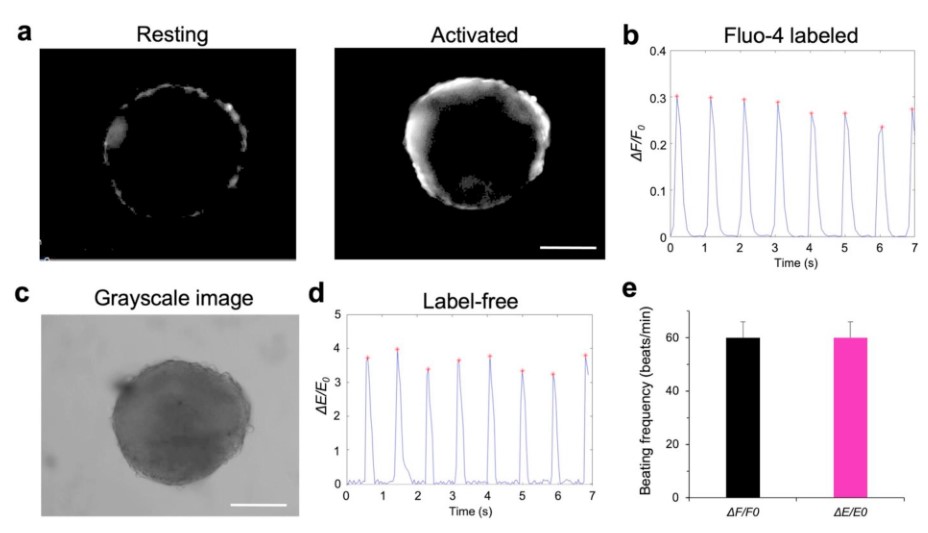 文献导读-基于图像熵对人诱导多能干细胞来源心脏微球的无标记功能表征的检测方法(图2)